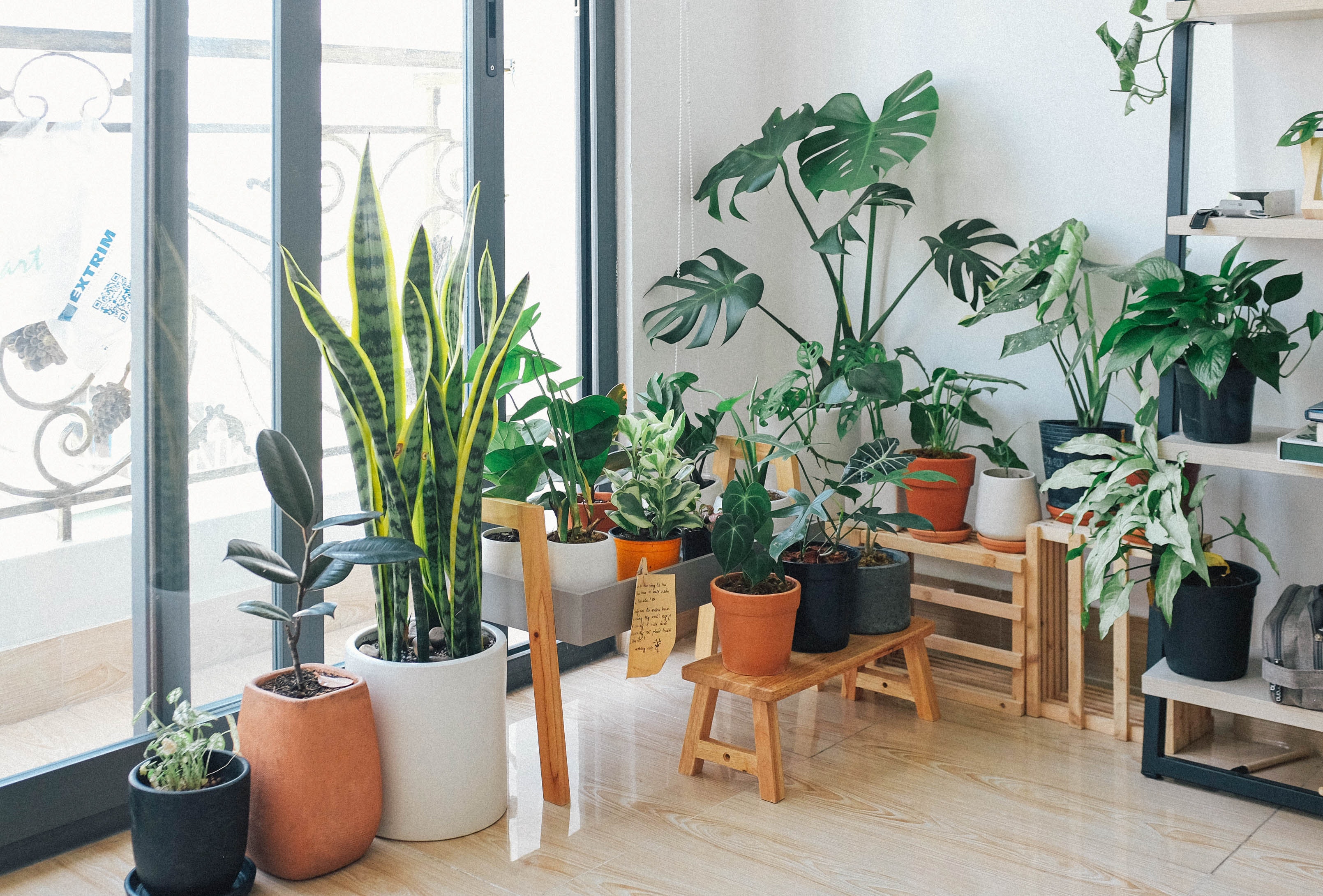 Several houseplants in a well lit corner